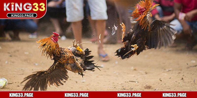 Các hình thức thường gặp trong đá gà cựa dao