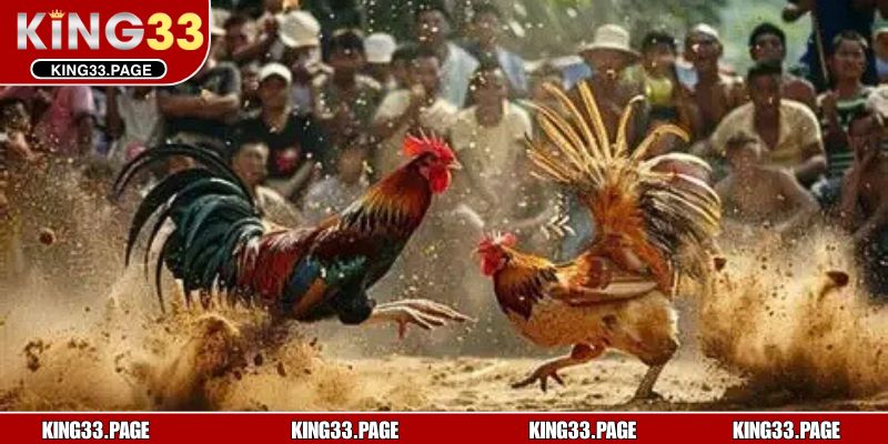 Chuyên mục đá gà hấp dẫn dành cho người chơi