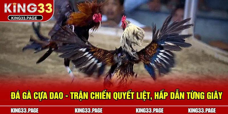 Đá Gà Cựa Dao - Trận Chiến Quyết Liệt, Hấp Dẫn Từng Giây