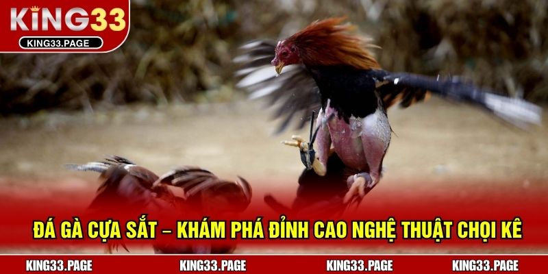 Đá Gà Cựa Sắt – Khám Phá Đỉnh Cao Nghệ Thuật Chọi Kê