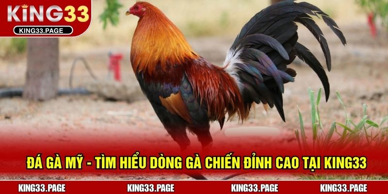 Đá Gà Mỹ - Tìm Hiểu Dòng Gà Chiến Đỉnh Cao Tại KING33