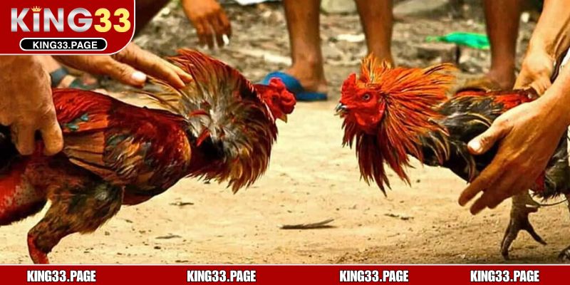 Những loại hình đá gà siêu kịch tính tại KING33