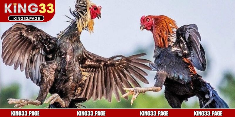 Quy định thi đấu gà cựa dao tại KING33