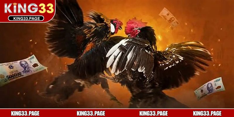 Ưu điểm hấp dẫn của sảnh đá gà KING33